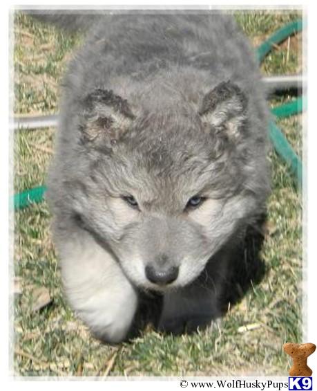 Wolf Dog puppy for sale